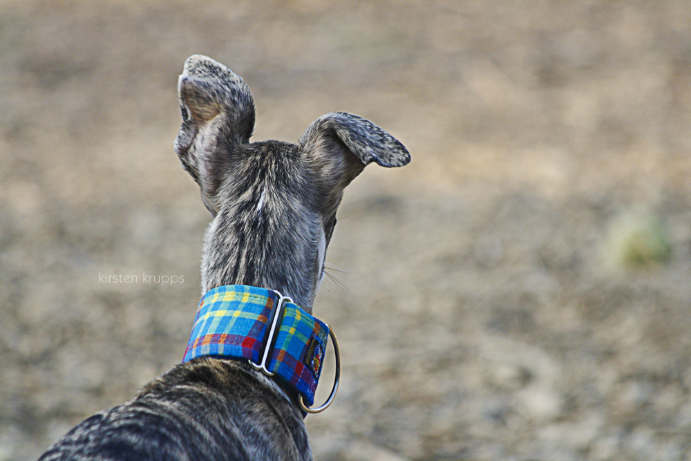 Pet Portrait Portfolio Shutter Hound Pet Photography Central Illinois