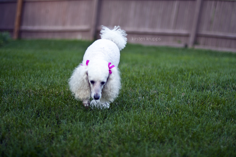 Pet Portrait Portfolio Shutter Hound Pet Photography Central Illinois