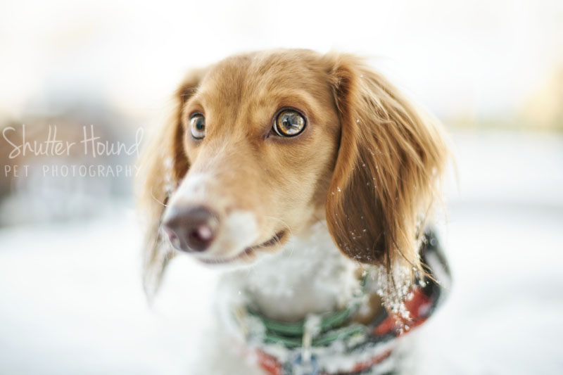 Pet Portrait Portfolio Shutter Hound Pet Photography Central Illinois