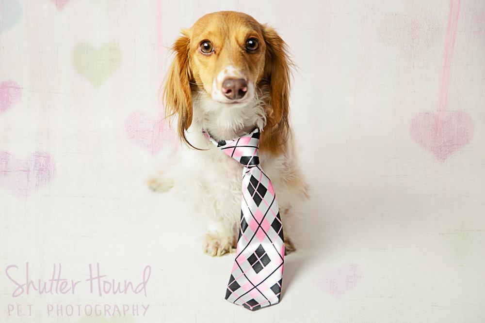 1899627_593552520739366_1399417448_o