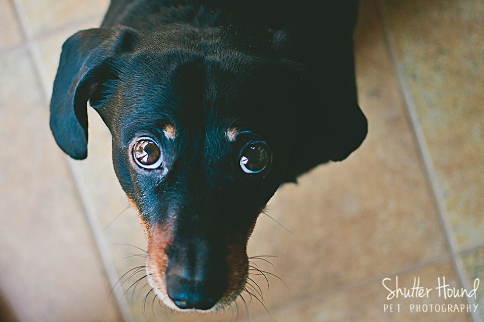 1797467_630549377039680_8970089284605247414_n