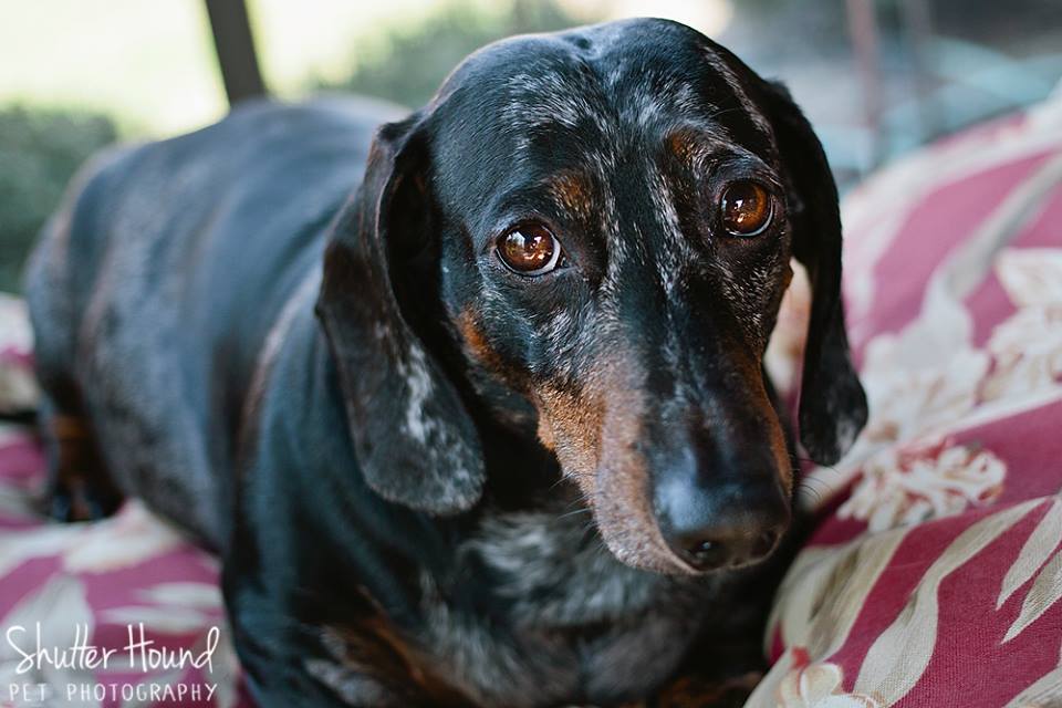 1800269_630976303663654_7326165282474544709_n