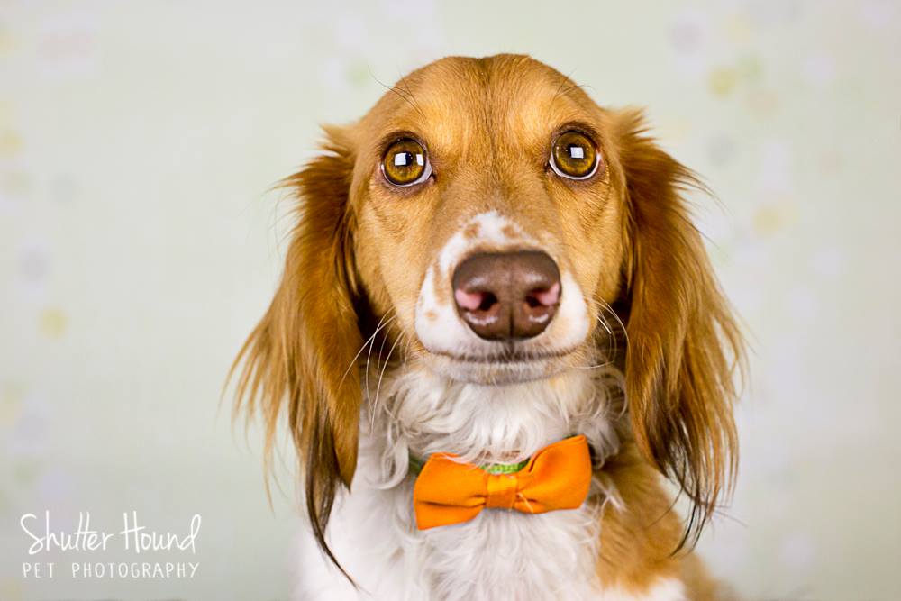 1900238_624472354314049_7226234949178302156_o