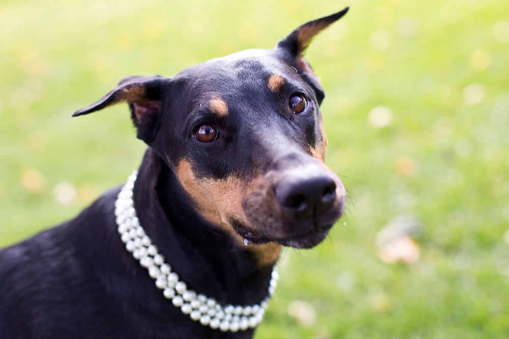 10708531_741335189294431_319821826768718355_o