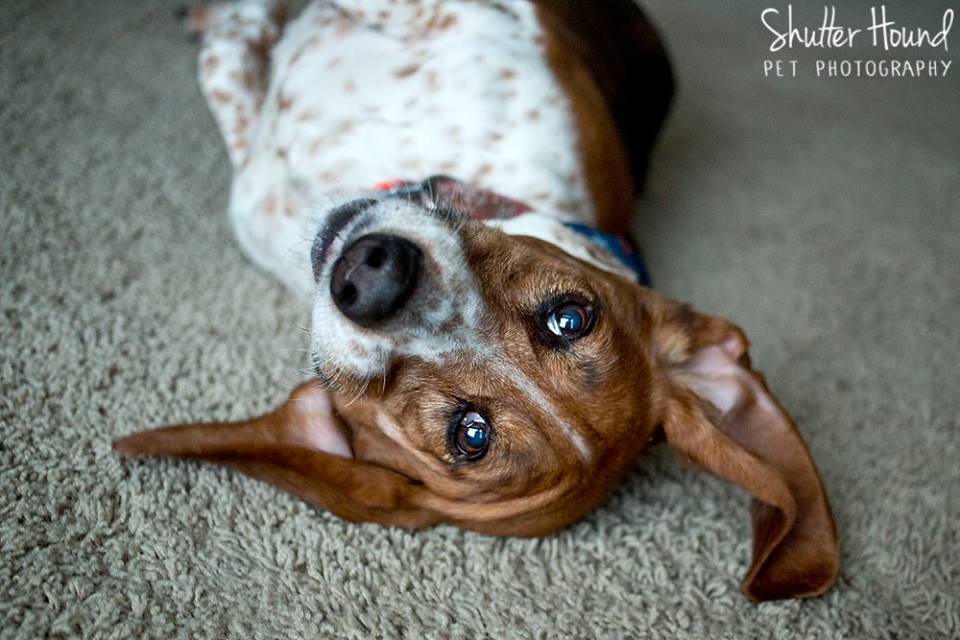 11019588_805428192885130_2867252542995144416_n