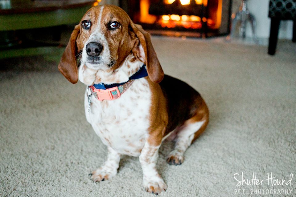 11021524_805428232885126_9047864602441226069_n