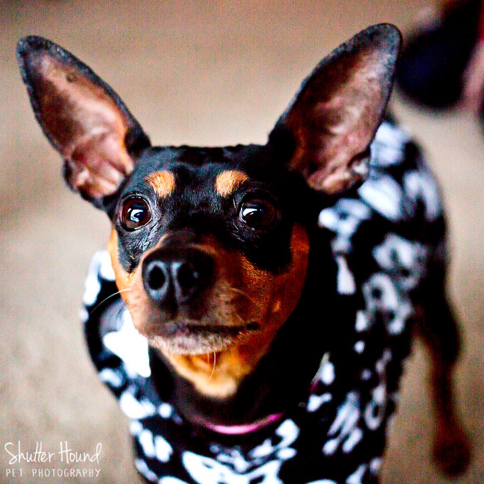 11042679_805430552884894_466370216223096009_n