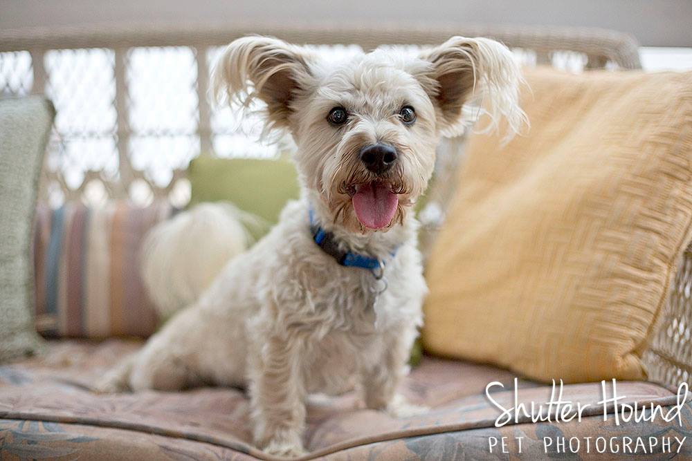 11181240_847913465303269_8863617375165840556_o