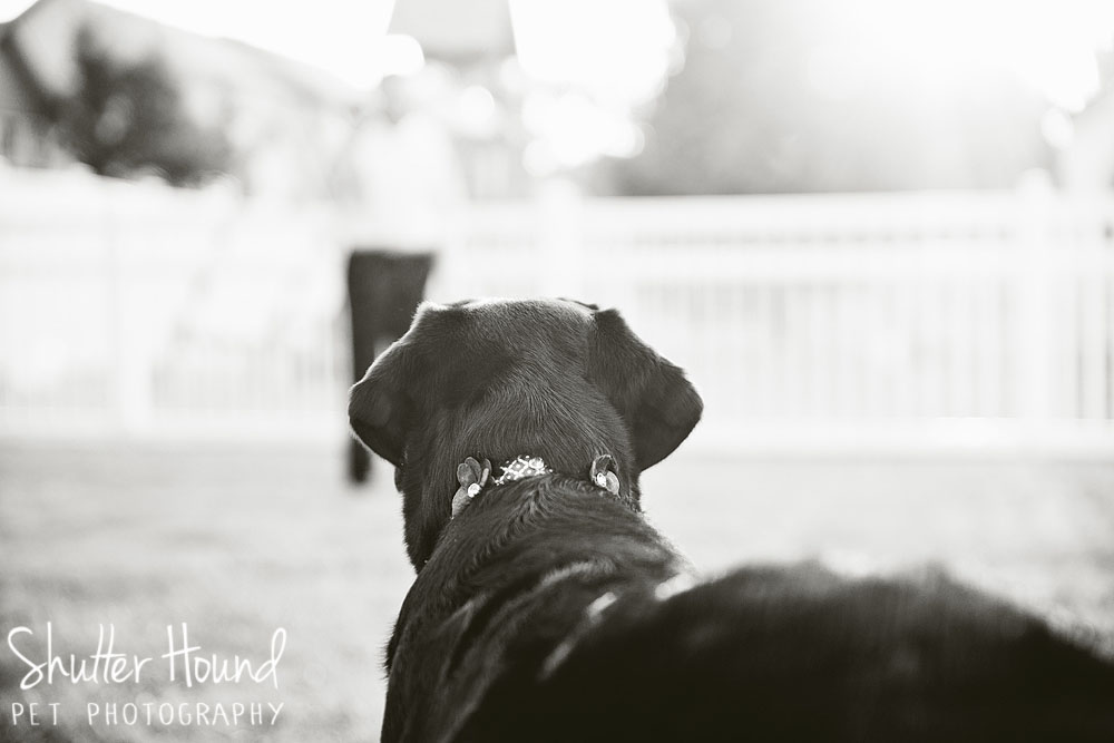 Gloria_ShutterHoundPet_Photography039