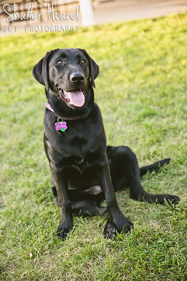Gloria_ShutterHoundPet_Photography044