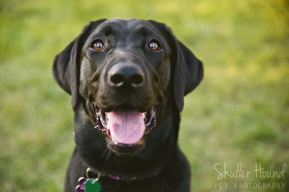 Gloria_ShutterHoundPet_Photography048