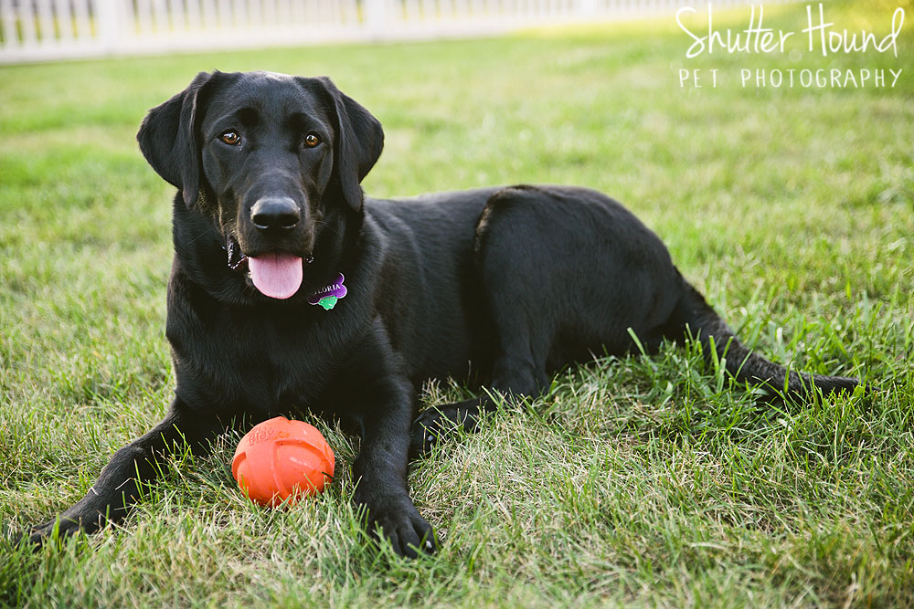 Gloria_ShutterHoundPet_Photography051