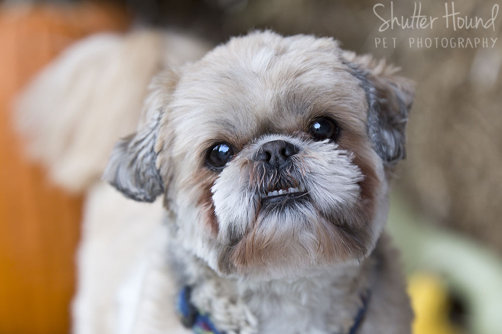 ShutterHound_Romeo09