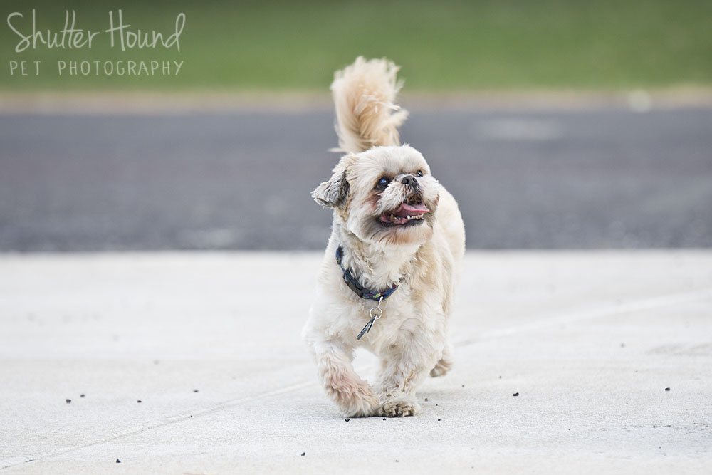 ShutterHound_Romeo19