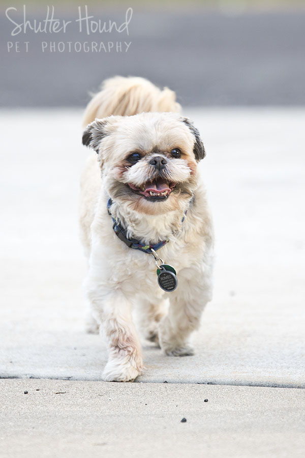 ShutterHound_Romeo20