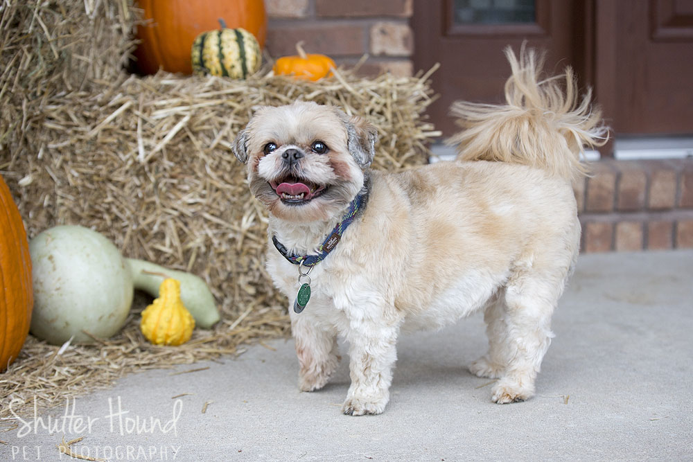 ShutterHound_Romeo25