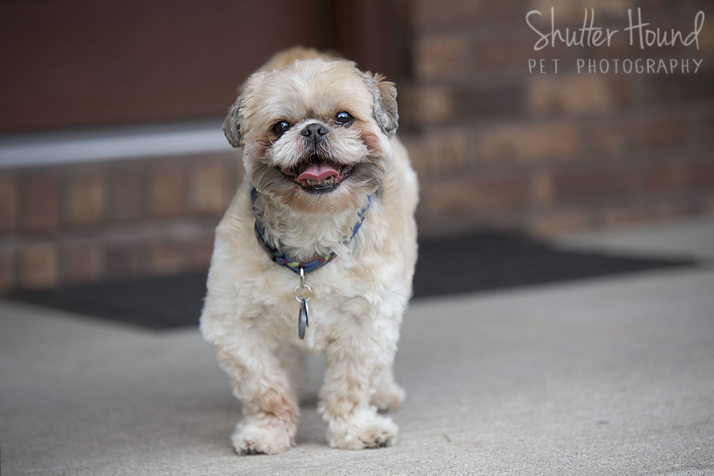 ShutterHound_Romeo30