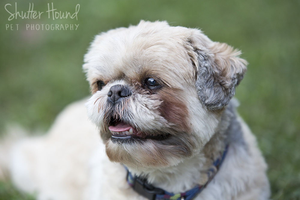 ShutterHound_Romeo37