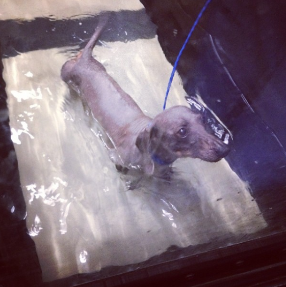 screen-shot-2016-11-11-at-11-06-30-am