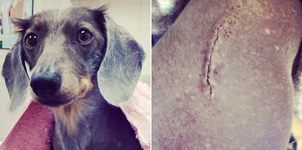 screen-shot-2016-11-11-at-11-08-27-am