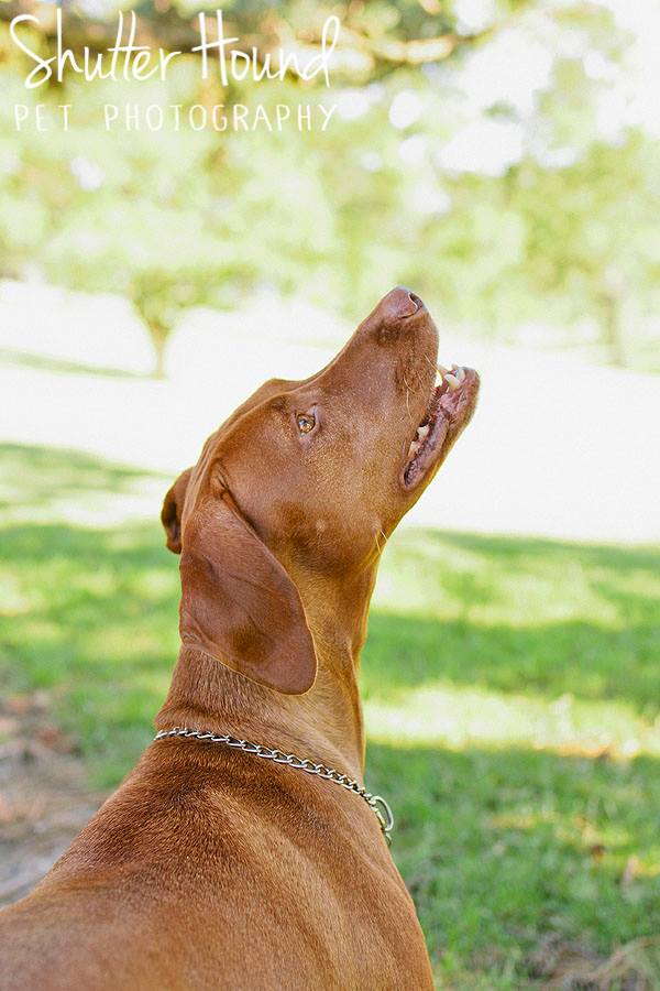 18813950_1441763809251562_5128913494387254539_n