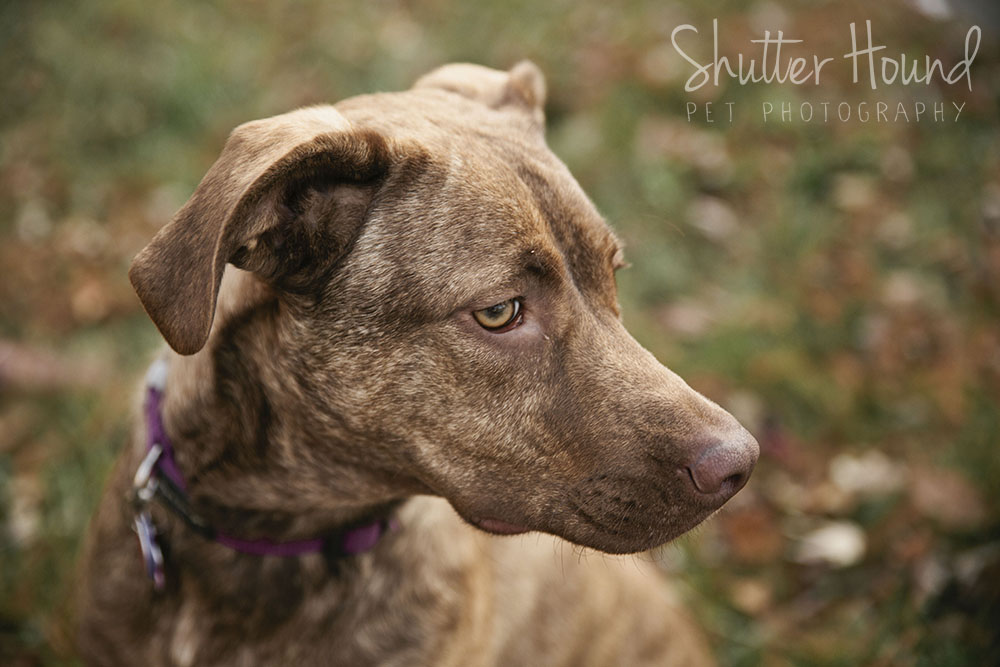 Rosie_ShutterHoundPhotos_11