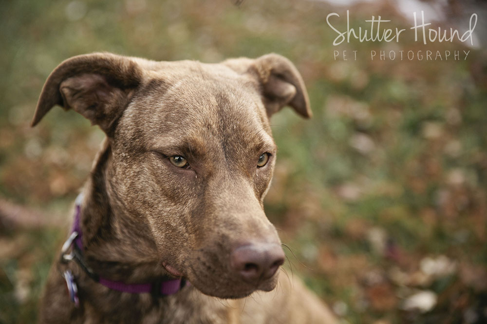 Rosie_ShutterHoundPhotos_12