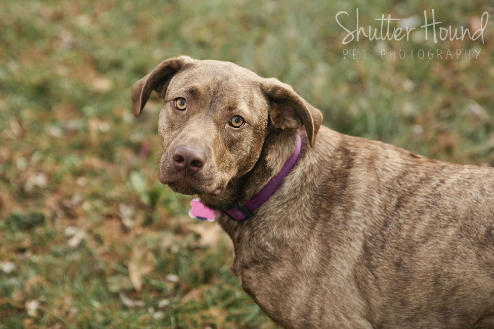 Rosie_ShutterHoundPhotos_19