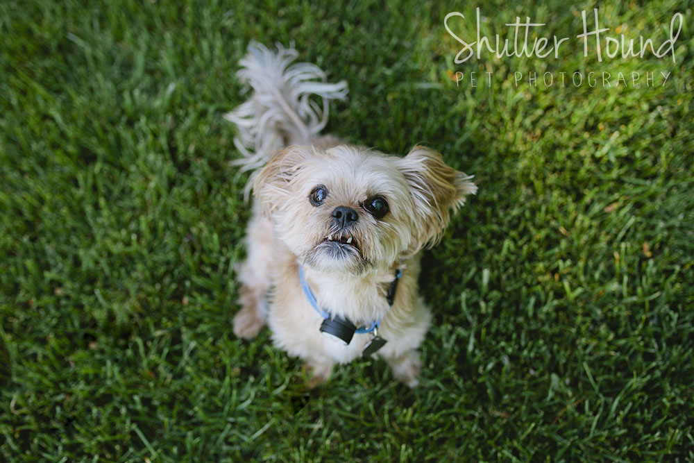 Scroggs_ShutterHound_01