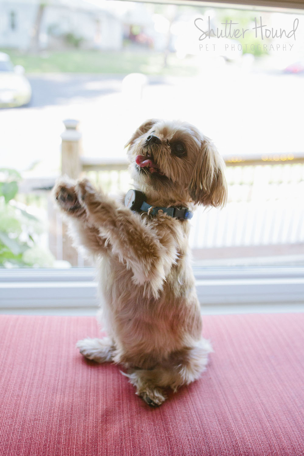 Scroggs_ShutterHound_14