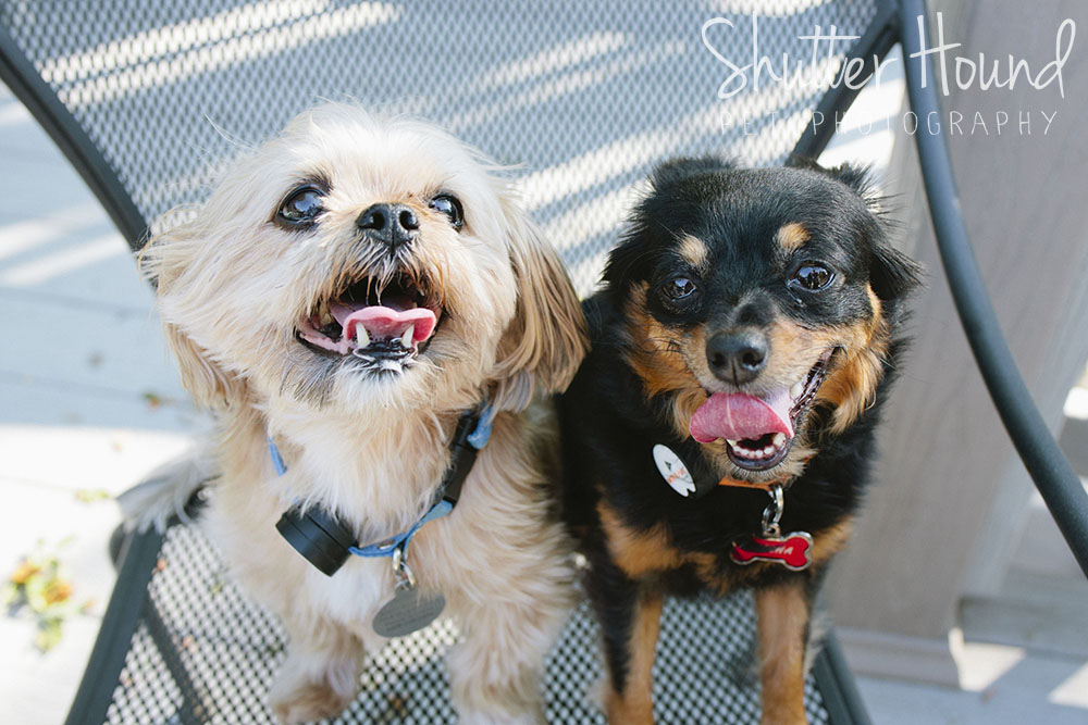 Scroggs_ShutterHound_26