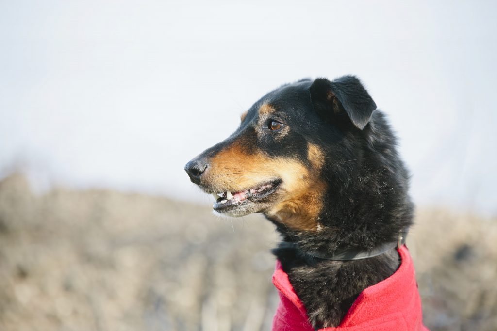 Lacey_Celebration_April_2018_046