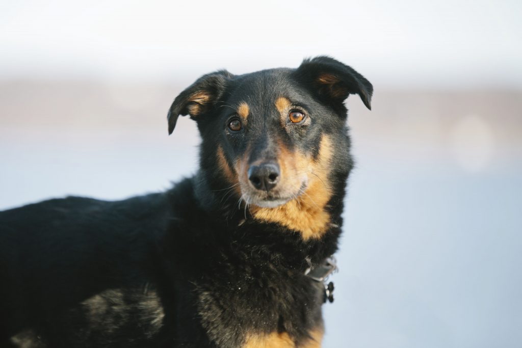 Lacey_Celebration_April_2018_113