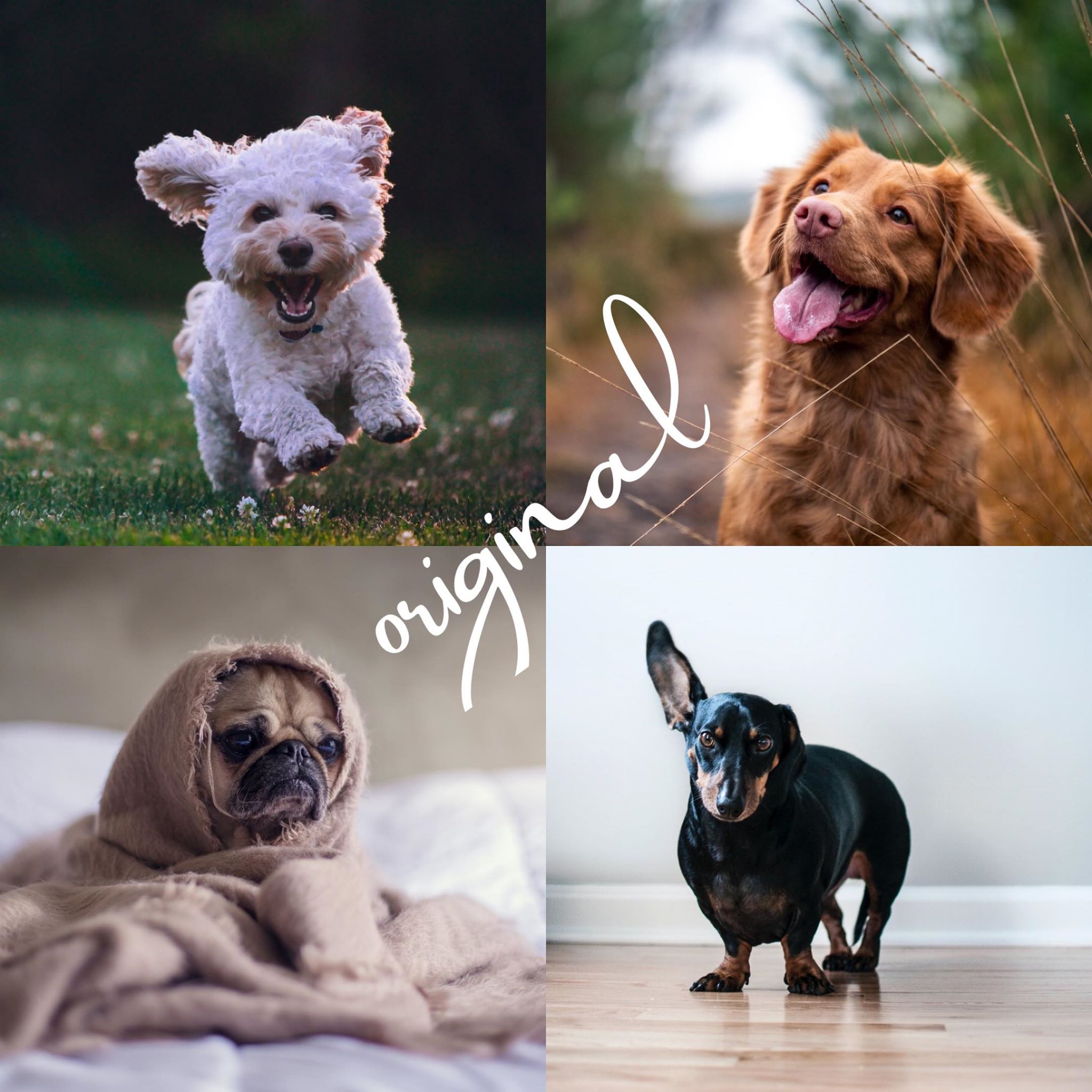 8 Lightroom Mobile Presets - Pets - Image 9