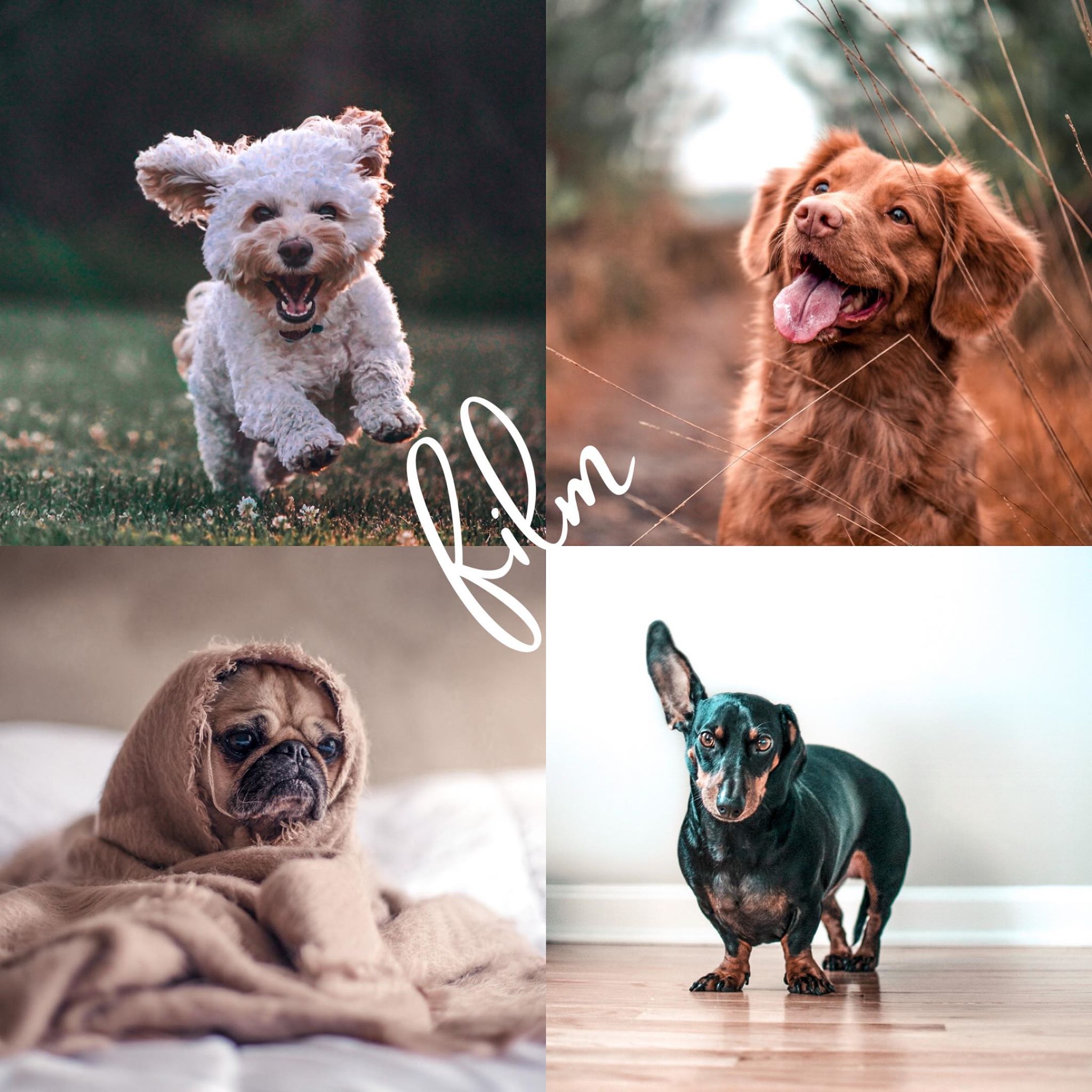8 Lightroom Mobile Presets - Pets - Image 10
