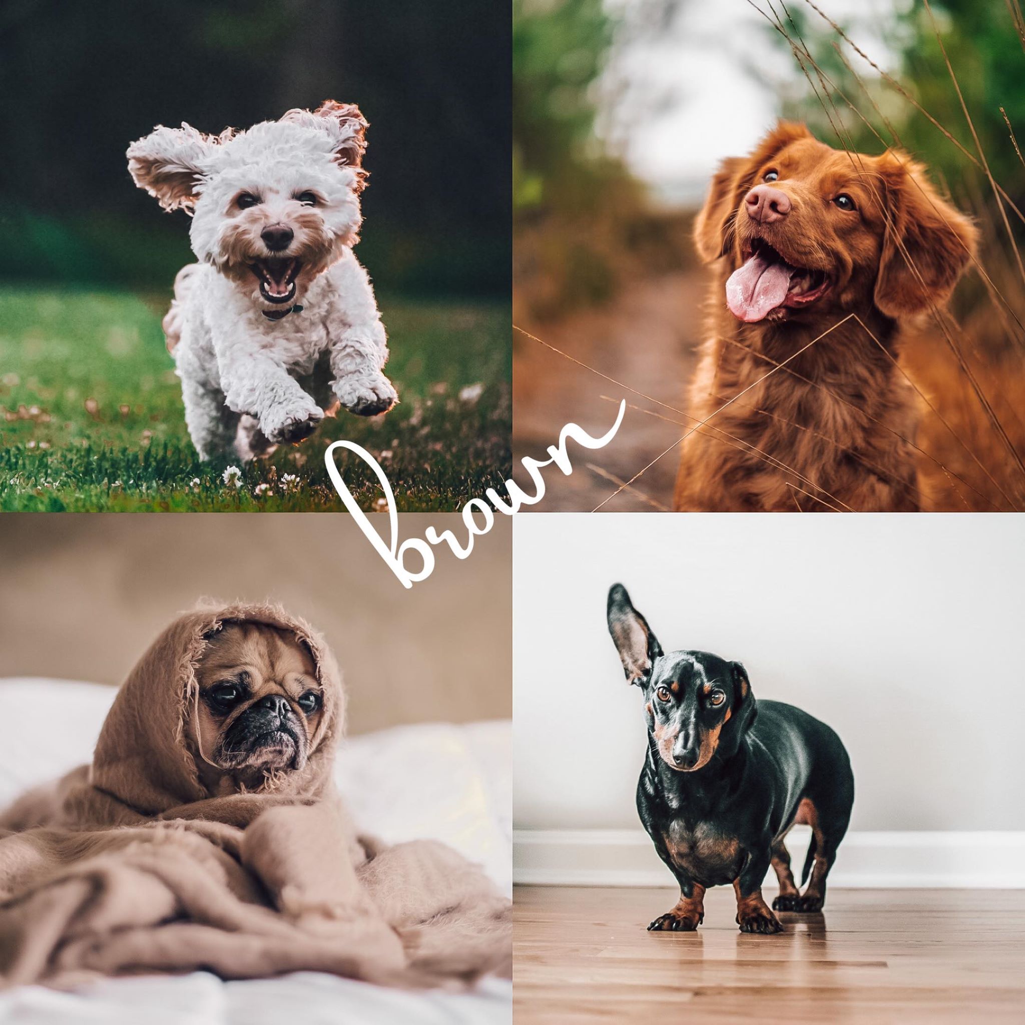 8 Lightroom Mobile Presets - Pets - Image 4