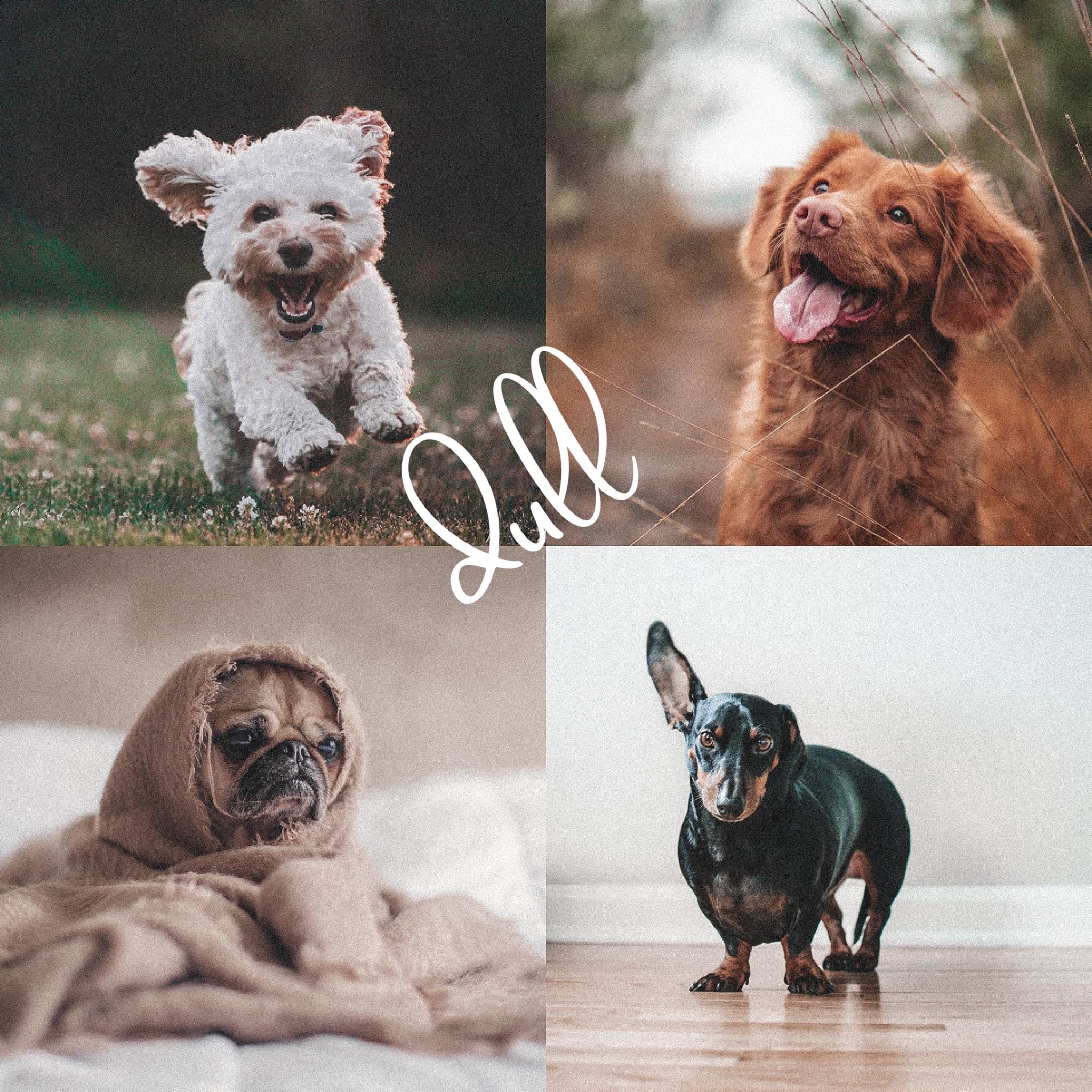 8 Lightroom Mobile Presets - Pets - Image 5
