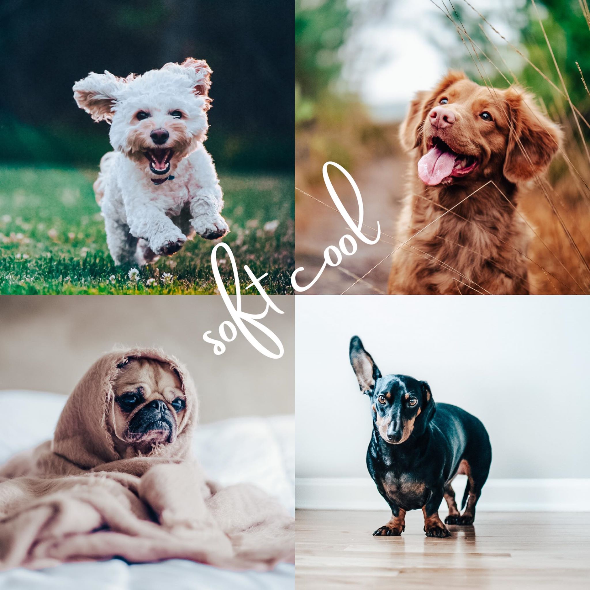 8 Lightroom Mobile Presets - Pets - Image 7