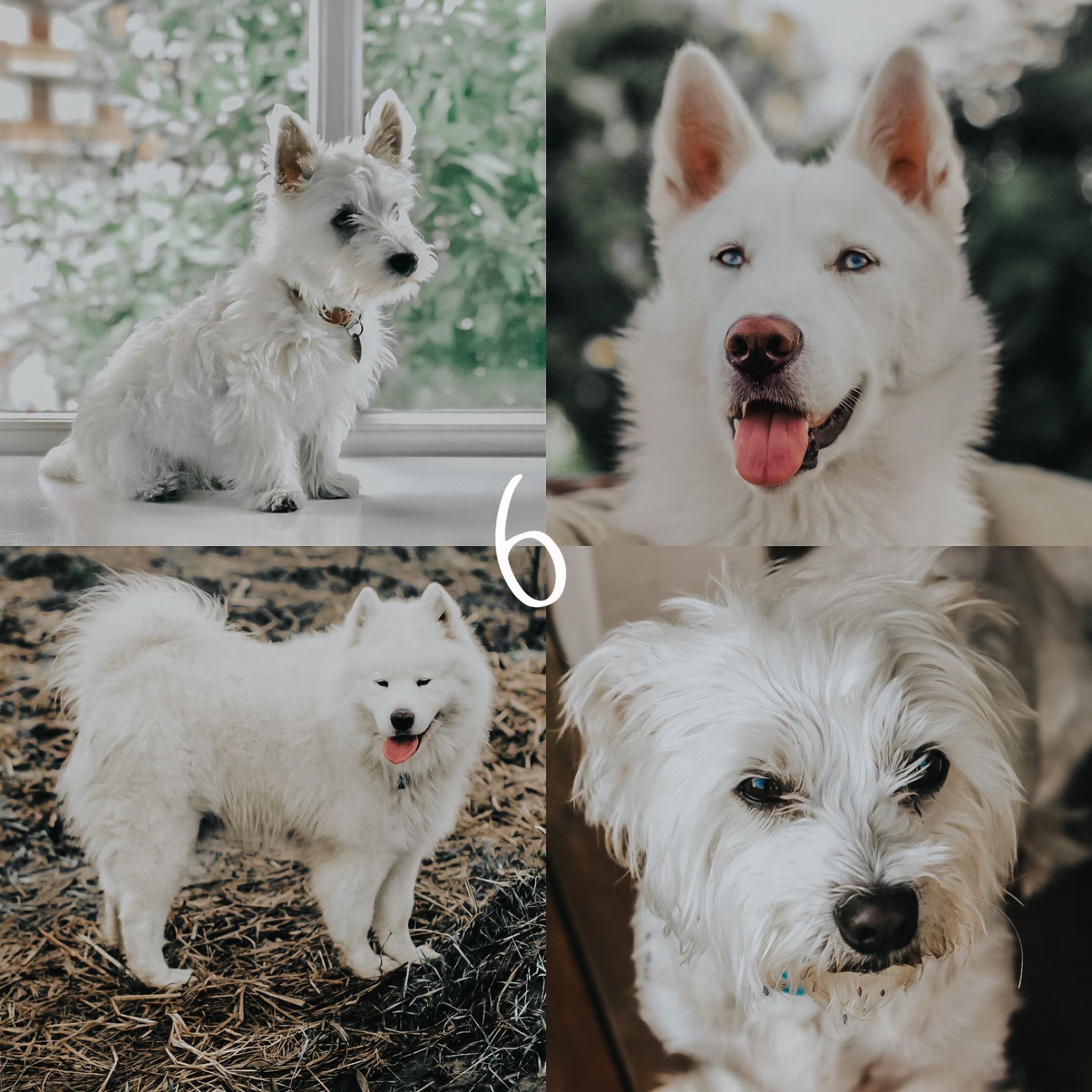 8 Lightroom Mobile Presets - White Pets - Image 8