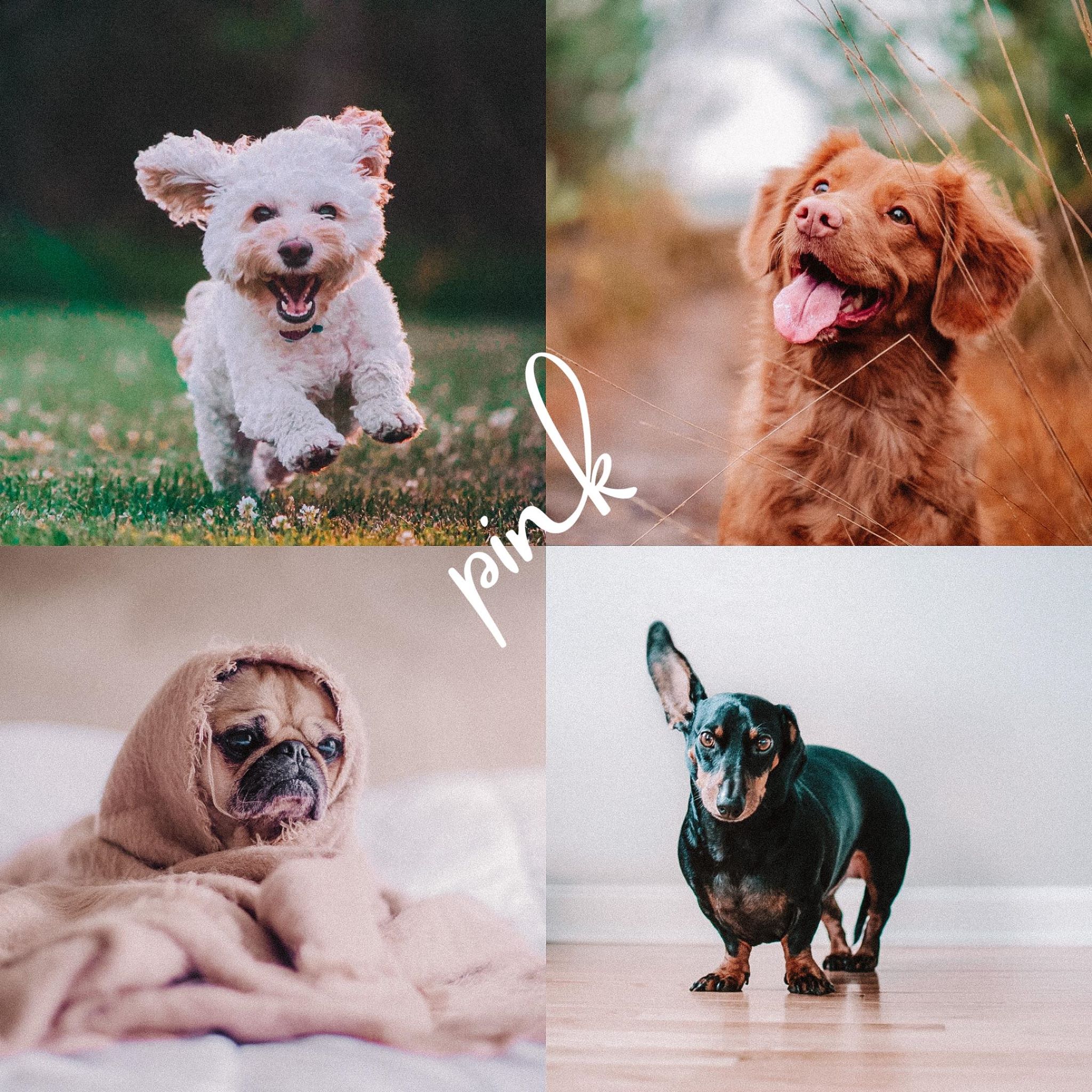 8 Lightroom Mobile Presets - Pets - Image 6