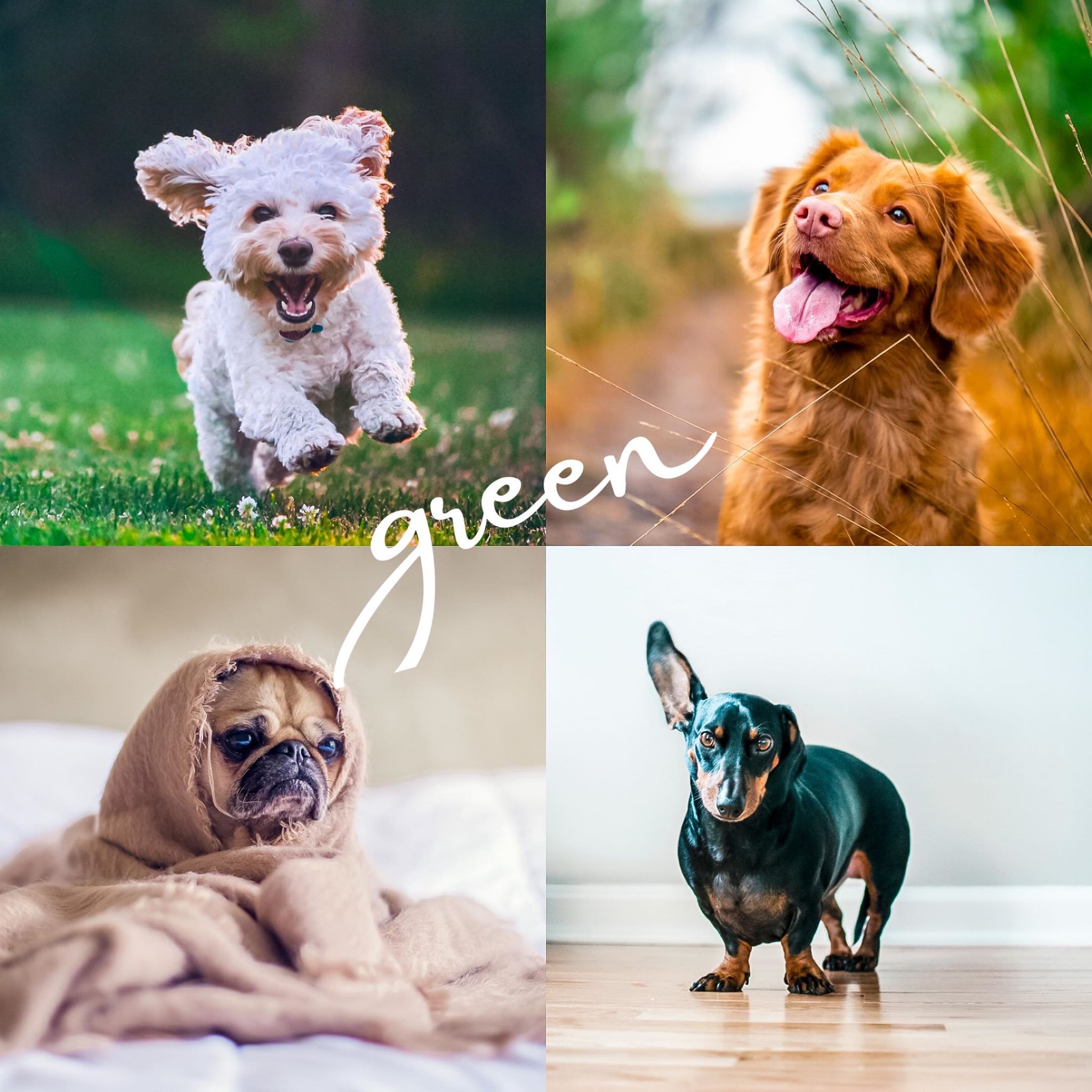 8 Lightroom Mobile Presets - Pets - Image 2