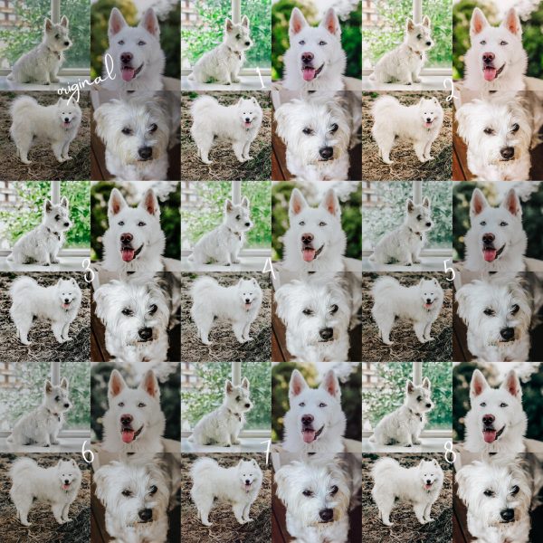 8 Lightroom Mobile Presets - White Pets