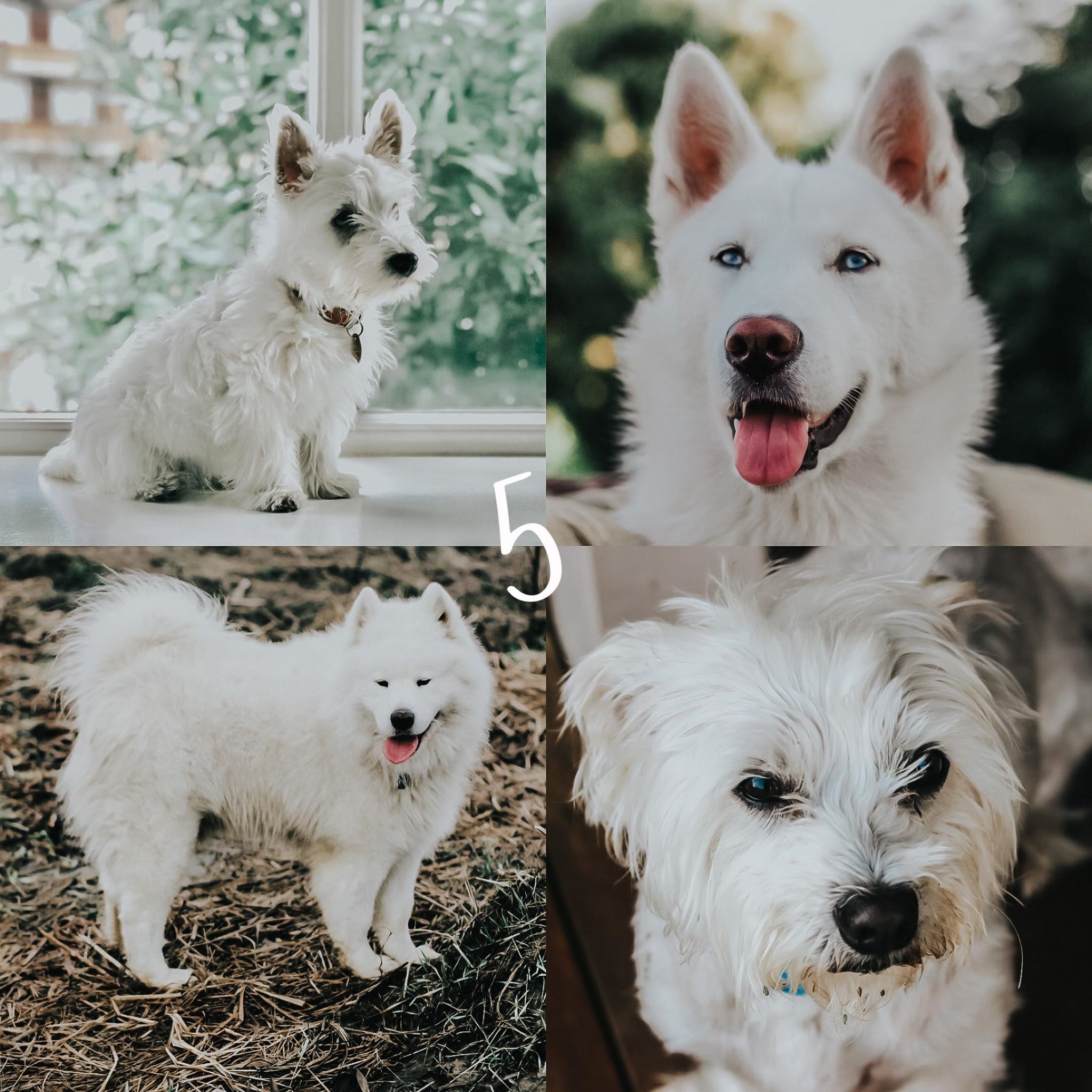 8 Lightroom Mobile Presets - White Pets - Image 7