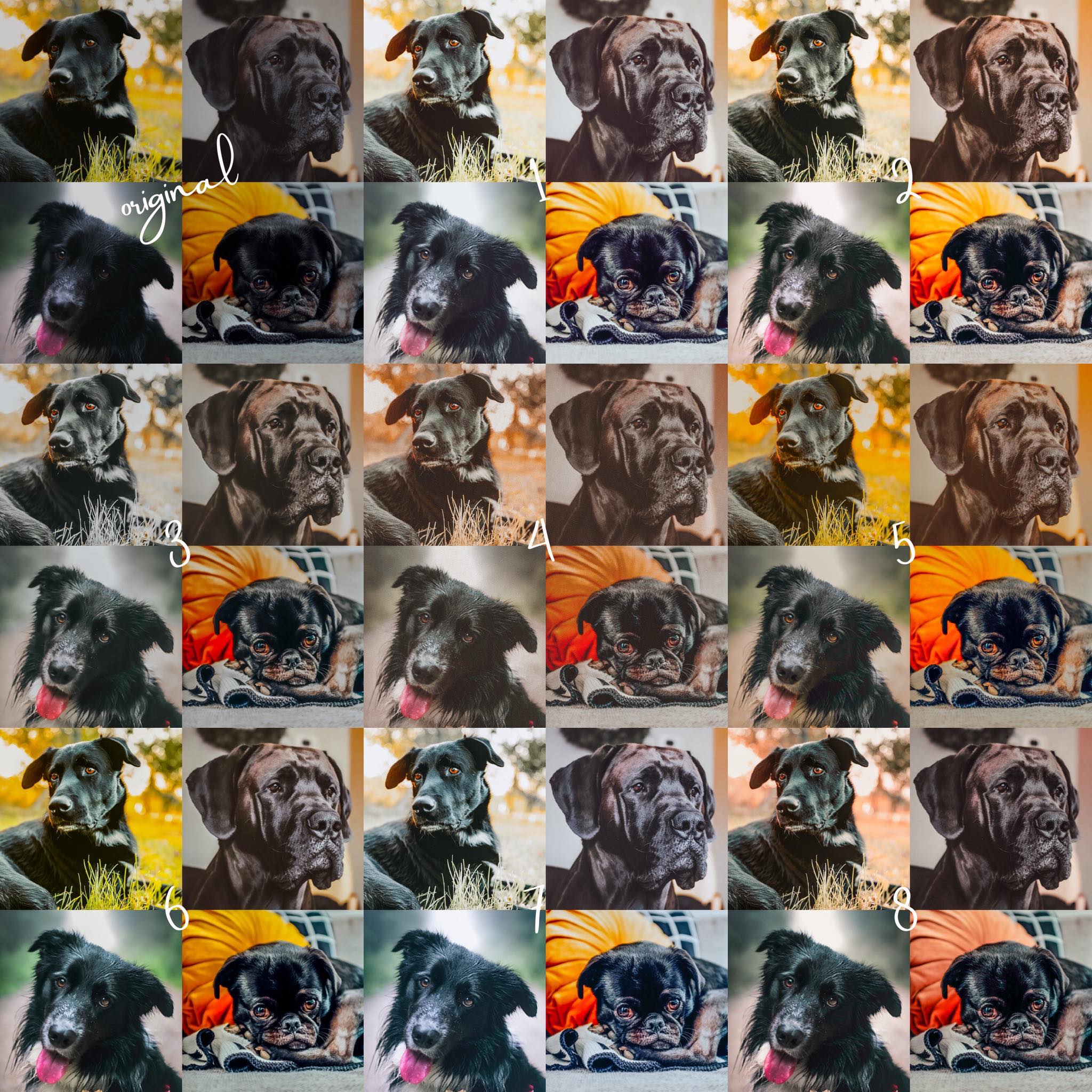 BUNDLE of ALL Pet Lightroom Presets - Image 4