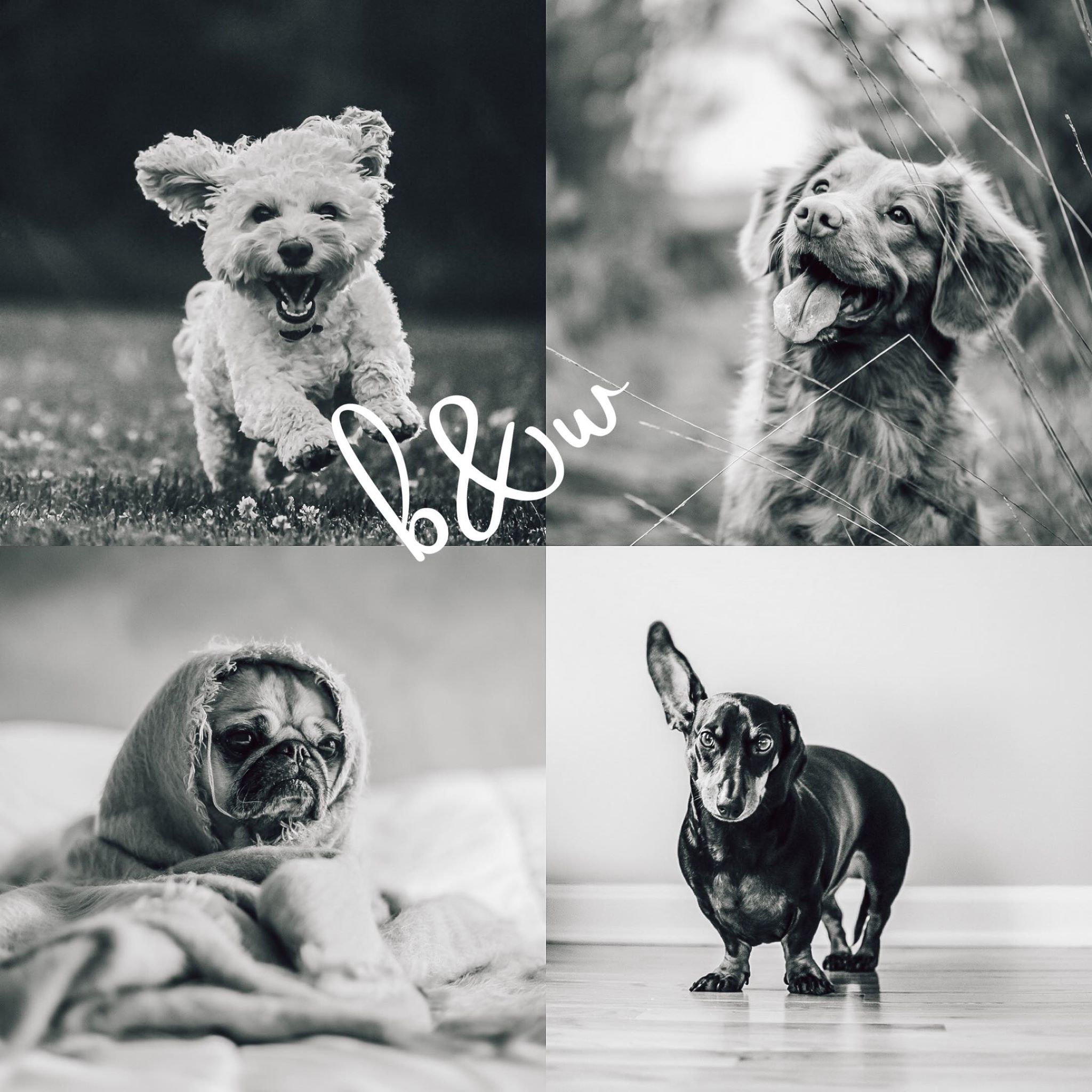 8 Lightroom Mobile Presets - Pets - Image 3
