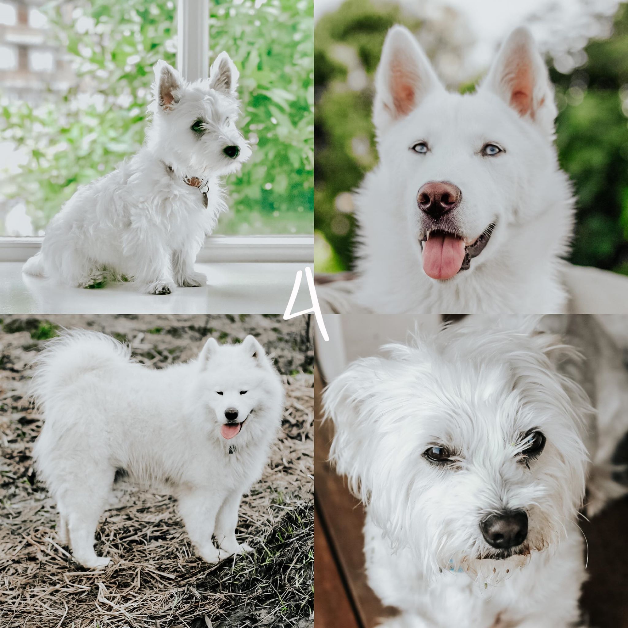 8 Lightroom Mobile Presets - White Pets - Image 6