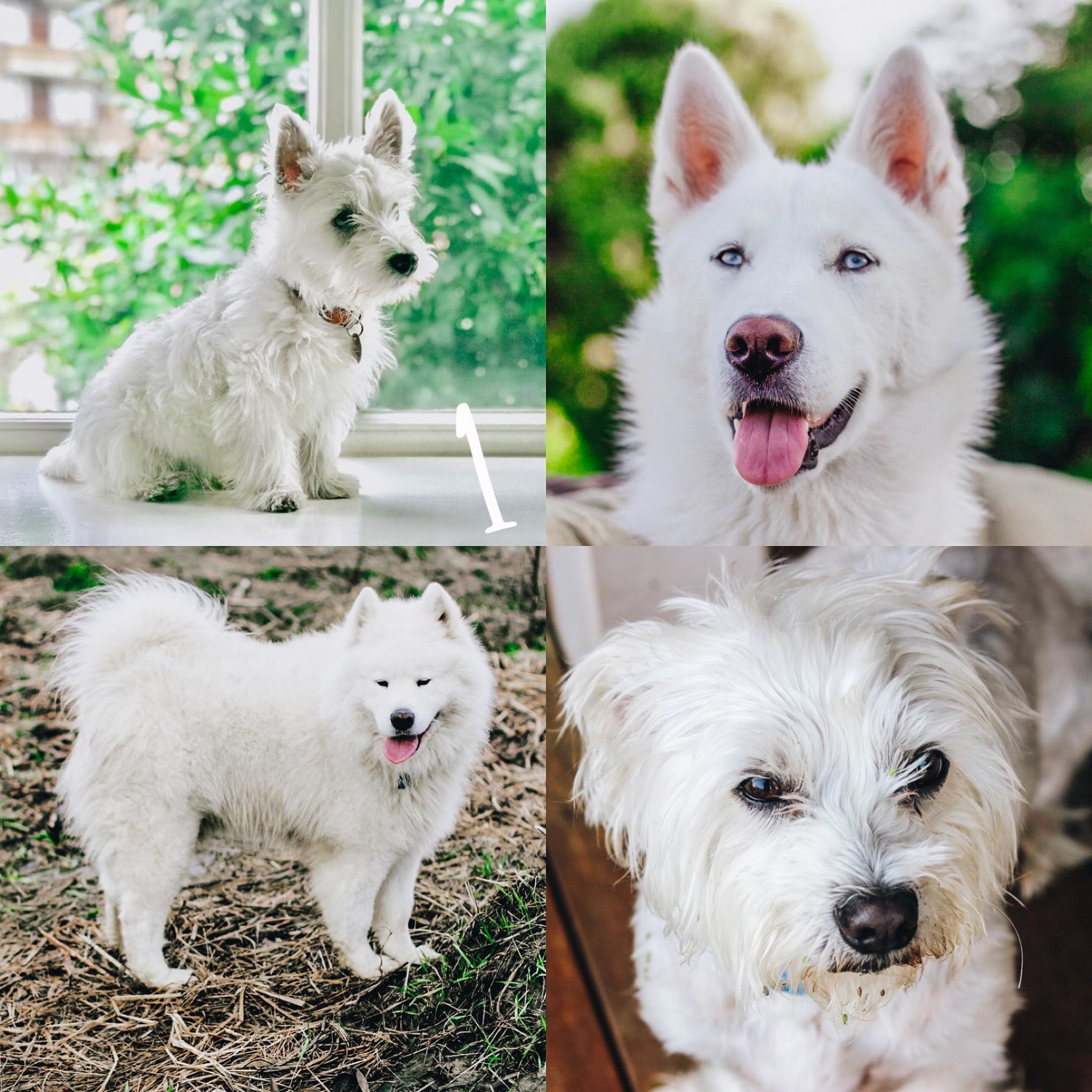 8 Lightroom Mobile Presets - White Pets - Image 3