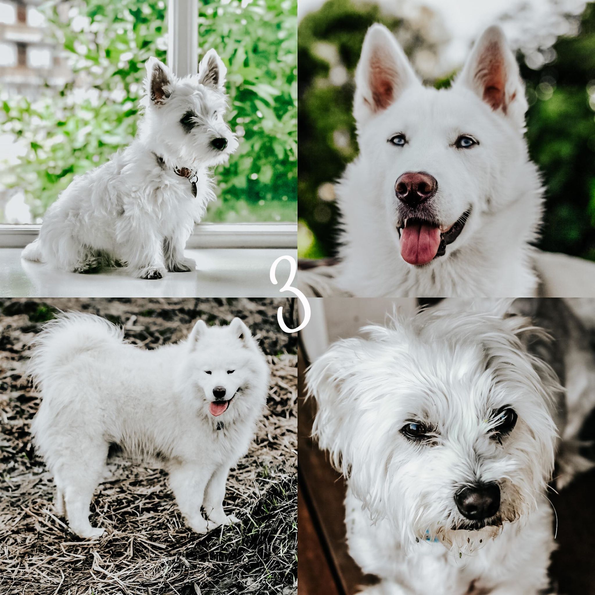8 Lightroom Mobile Presets - White Pets - Image 5