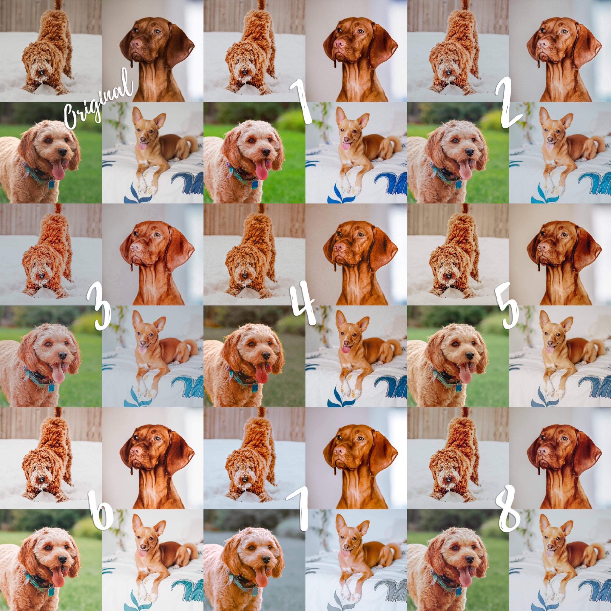 BUNDLE of ALL Pet Lightroom Presets - Image 6