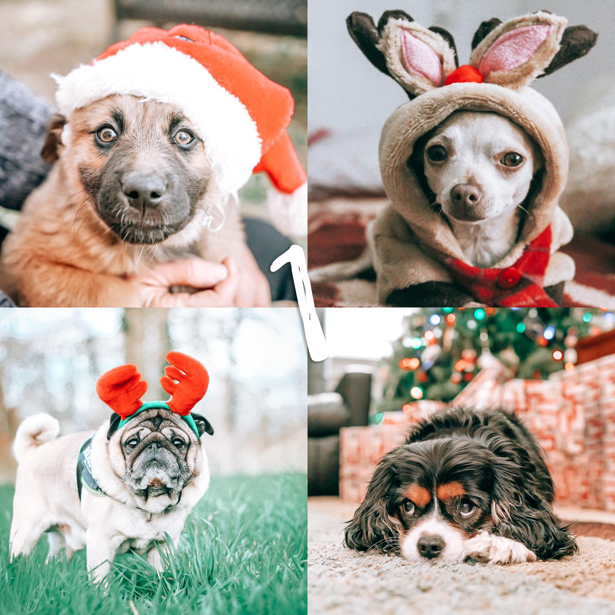 8 Lightroom Mobile Presets - Holidays - Image 10